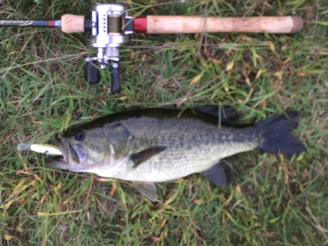 逃した魚は大きいか？