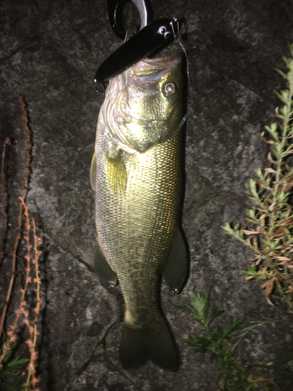 テクノペンシル｜F4.1/2-68XX｜琵琶湖