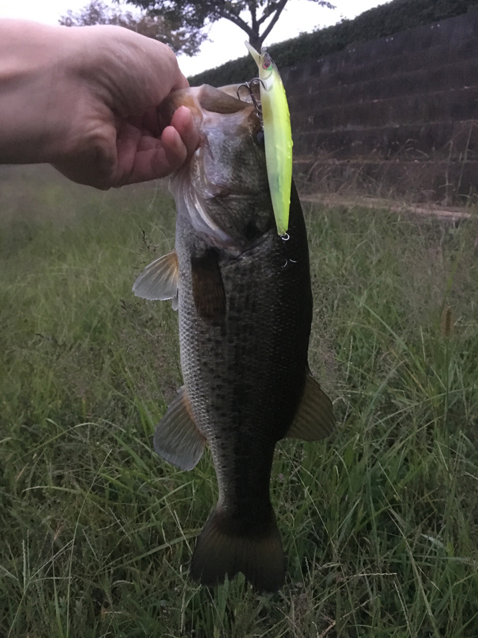 浜ミノー109F｜琵琶湖