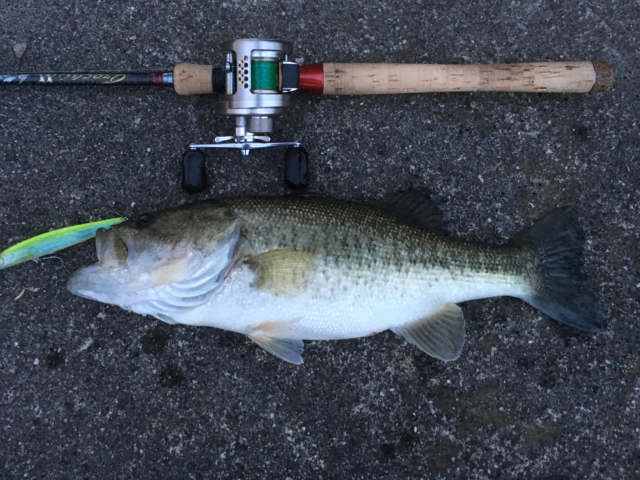 よく釣れる