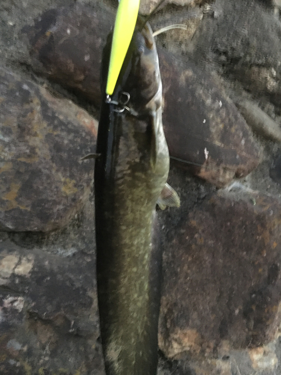 サイドステップ95（エバーグリーン）｜ナマズ