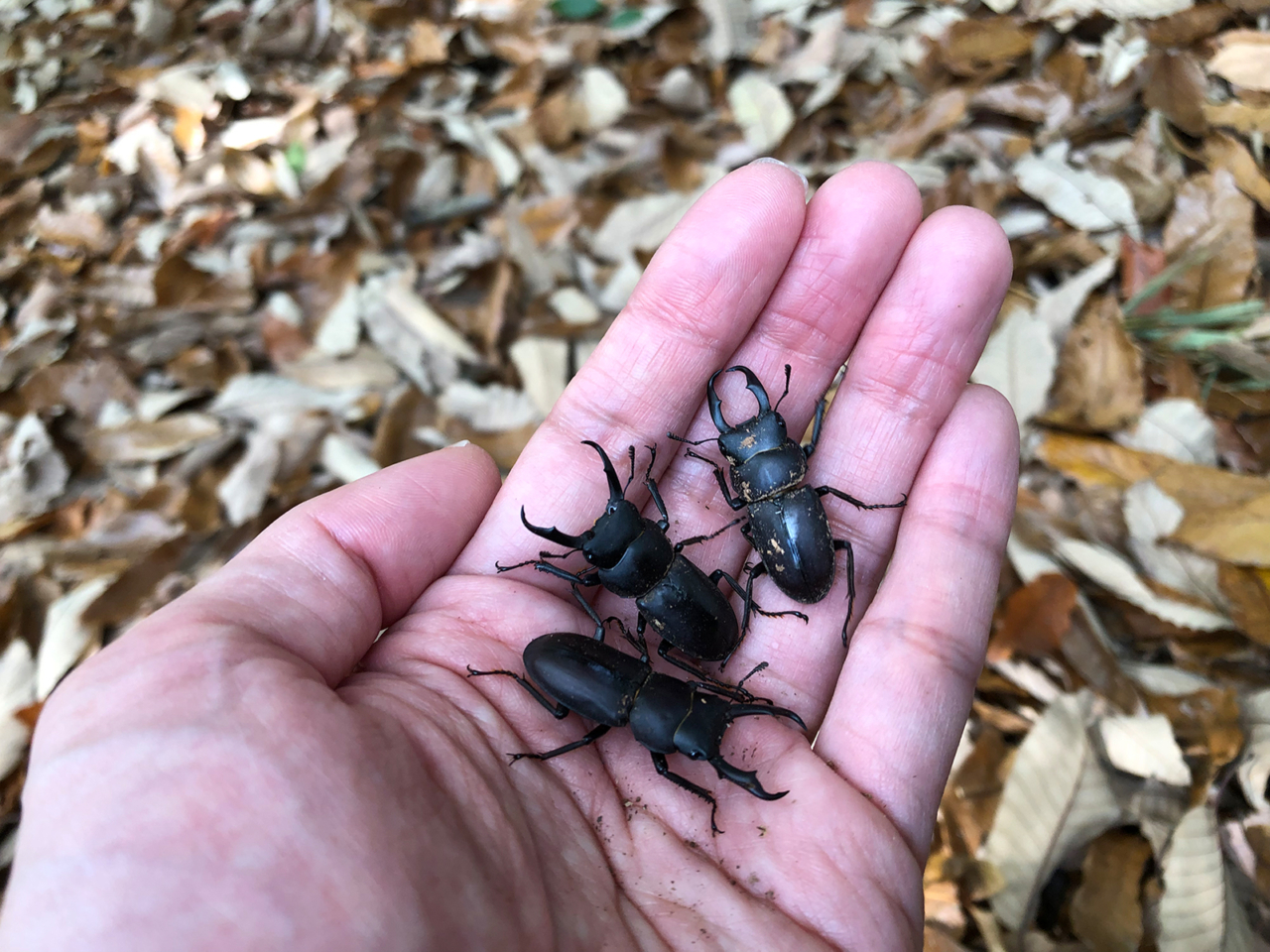 冬の昆虫採集｜コクワガタ