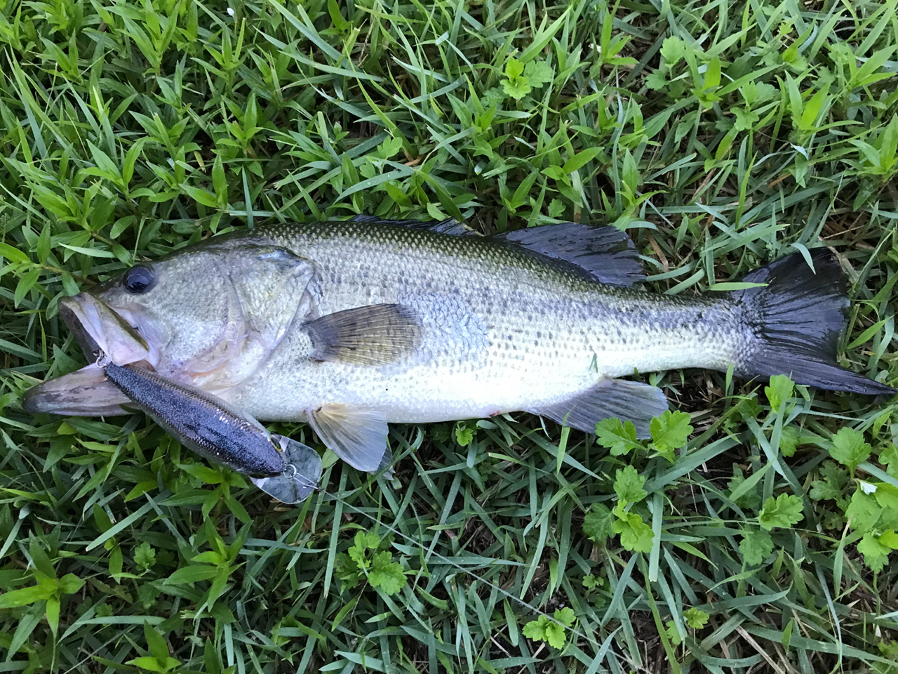 B.D.S.6（ラッキークラフトU.S.A）｜瀬田川