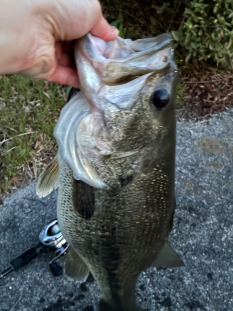 瀬田川の春バス（プリスポーン）