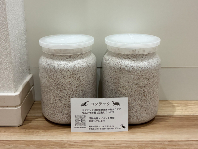 オオクワガタの飼育にチャレンジ