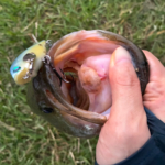全開放流